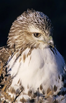 Grassland Prints: Red-tailed Hawk, Buteo jamaicensis, adult, Bosque del Apache National Wildlife Refuge