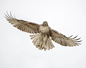 Hawk Prints: Red-tailed hawk doing a fly by