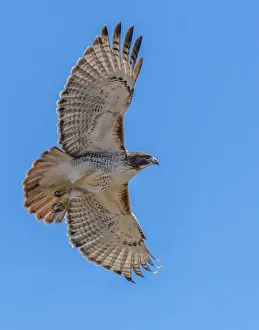 Images Dated 18th March 2022: Red-tailed hawk doing a fly by