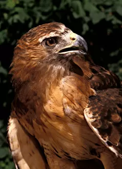Images Dated 15th June 2006: Red-tailed Hawk (female), Buteo jamaicensis, Controlled situation