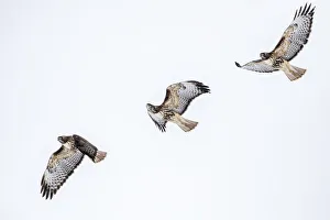 Mature Prints: Red tailed hawk in flight sequence at Ninepipe WMA near Ronan, Montana, USA digital
