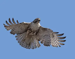 Hawk Prints: Red-tailed hawk hovering