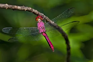 Animal Prints: Red-tailed Pennant (Brachymesia furcata) resting on perch
