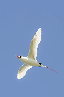 Hawaii Prints: Red-tailed Tropicbird (Phaethon rubricauda) Kilauea Point National Wildlife Refuge