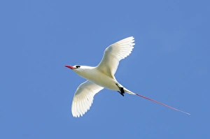 Red-tailed Tropicbird (Phaethon rubricauda) Kilauea Point National Wildlife Refuge