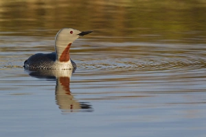 Wetlands Prints: Red-throated Loon