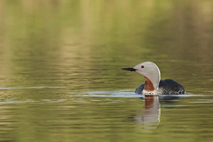 Tundra Prints: Red-throated Loon