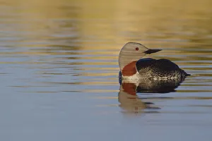 Sub Arctic Prints: Red-throated Loon