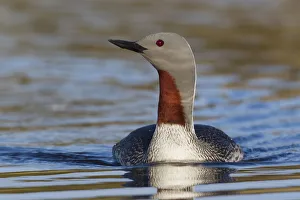 Images Dated 15th June 2014: Red-throated Loon