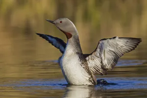 Red-throated Loon