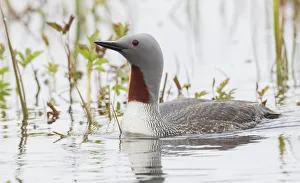 Images Dated 17th January 2020: Red-throated Loon