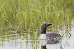 Prints of Red-throated Loon, Arctic Wetland Images Dated 2019 November: Red-throated Loon, Arctic Wetland