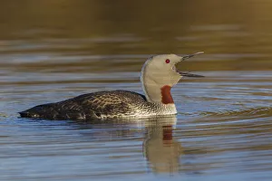 Images Dated 21st November 2019: Red-throated Loon Calling