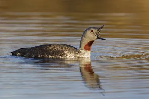 Red-throated Loon Calling