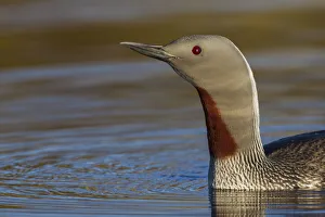 Images Dated 24th November 2019: Red-throated Loon Close-up
