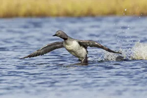 Red-throated Loon, courtship display