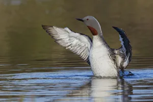 Prints of Red-throated Loon Drying Wings Images Dated 2019 November: Red-throated Loon Drying Wings
