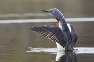 Red-throated Loon Drying Wings