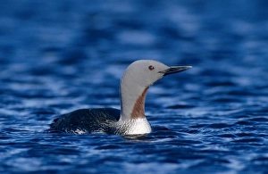 Fresh Water Prints: Red-throated Loon, Gavia stellata, adult, Kongsfjord, Norway