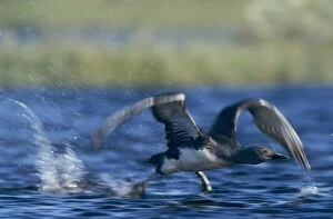 Red-throated Loon, Gavia stellata, adult taking off, Kongsfjord, Norway