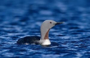 Images Dated 19th October 2007: Red-throated Loon, Gavia stellata, adult, Kongsfjord, Norway