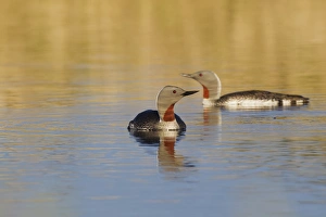 Images Dated 15th June 2014: Red-throated Loon Pair