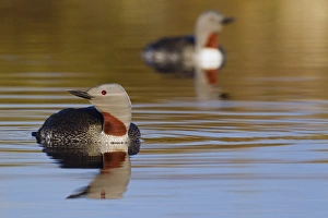 Images Dated 15th June 2014: Red-throated Loon Pair