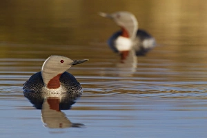 Images Dated 15th June 2014: Red-throated Loon Pair
