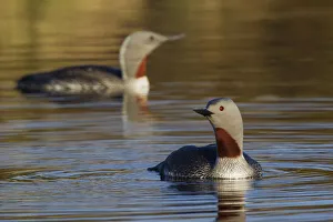 Images Dated 21st November 2019: Red-throated Loon Pair
