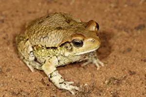 Images Dated 12th November 2007: Red Toad, Schismaderma carens, Mkuze Game Reserve, South Africa
