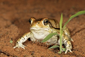Red Toad, Schismaderma carens, Mkuze Game Reserve, South Africa Red Toad, Schismaderma carens, Mkuze Game Reserve, South Africa
