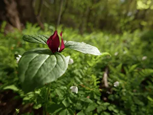 Images Dated 15th November 2023: Red or toad trillium in bloom, spring, John James Audubon State Park, western Kentucky