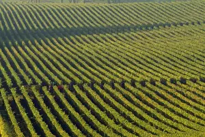 A red tractor seems hidden among the straight green rows of vines at the Stoler Vineyards