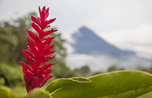 Images Dated 29th September 2017: Red tropical bromeliad flower in Arenal, Costa Rica