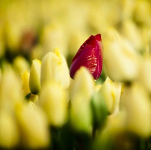 Closed Prints: One red tulip growing amongst all a field of all yellow