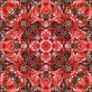 Red tulip kaleidoscope abstract
