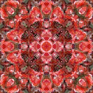 Abstract Collection: Red tulip kaleidoscope abstract