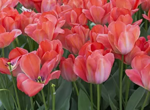 Netherlands, Holland Gallery: Red tulips