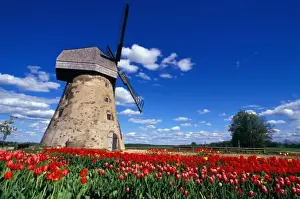 Baltic Country Prints: Red tulips surrounds traditional windmill in Gauja National Park, Latvia