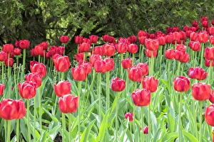 Bulb Prints: Red tulips, USA