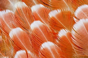 Fanned Out Prints: Red Vent Cockatoo rump feathers