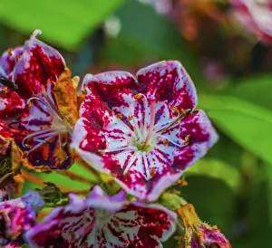 William Perry Prints: Red and white mountain laurel (Kalmia Latifolia) close-up
