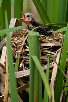 Images Dated 25th June 2010: Red Wing Black Bird feeding Young Agelaius phoeniceus Central Pennsylvania Habitat - Marshes
