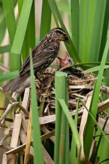 David Northcott Prints: Red Wing Black Bird feeding Young Agelaius phoeniceus Central Pennsylvania Habitat - Marshes