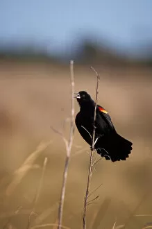 red-winged black bird, Agelaius phoeniceus, calling from a tail reed, Washington