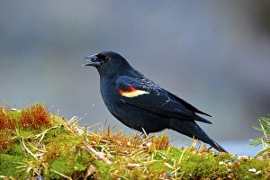 The red-winged blackbird (Agelaius phoeniceus)