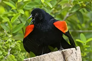 Images Dated 2nd April 2008: Red-winged Blackbird (Agelaius phoeniceus) adult male displaying red epilets to threathen