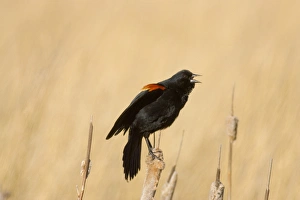 Images Dated 29th March 2007: Red Winged Blackbird on a cattail at Freezeout Lake NWR in Montana