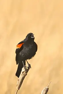 Freezeout Lake Prints: Red Winged Blackbird on a cattail at Freezeout Lake NWR in Montana