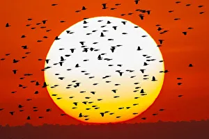 Migrating Prints: Red-winged blackbird flock silhouetted in front of giant sun ball